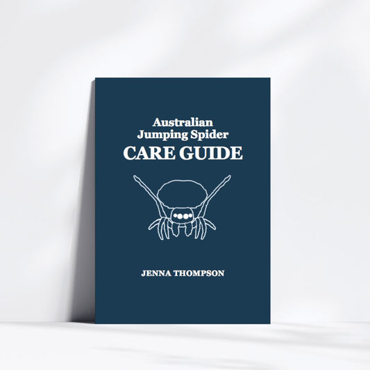Australian Jumping Spider Care Guide